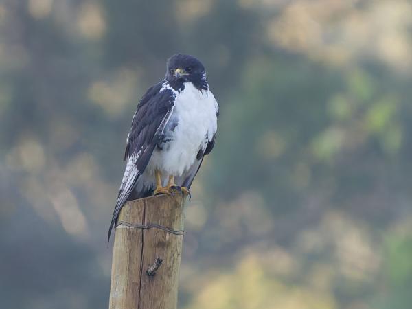 <h3><a href="/trips/tanzania/biota/animalia/chordata/aves/017 accipitriformes/004 accipitridae/buteo augur/buteo augur-nl.html">Buteo&nbsp;augur</a> / Augur&nbsp;buzzard / Augurbuizerd</h3>OM-1 Mark II met OLYMPUS M.150-400mm F4.5 TC, 1/2000 sec  bij F5.6, ISO 8000, afstand 81.6&nbsp;m